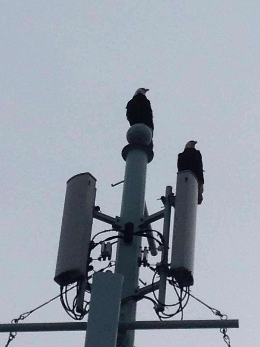 Dawn Gilhen tweet media