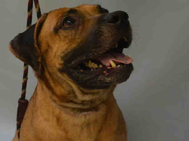 gaviota330's tweet image. BUDDHA
A1067629
RHUBARB
A1067628
2 DIE 3/20
OUR OWNER HAS PERS PROBL
WE R GOOD BOYS
#RESCUE
HELPDOGS@URGENTPODR.ORG