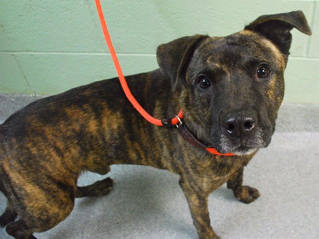 gaviota330's tweet image. BUDDHA
A1067629
RHUBARB
A1067628
2 DIE 3/20
OUR OWNER HAS PERS PROBL
WE R GOOD BOYS
#RESCUE
HELPDOGS@URGENTPODR.ORG