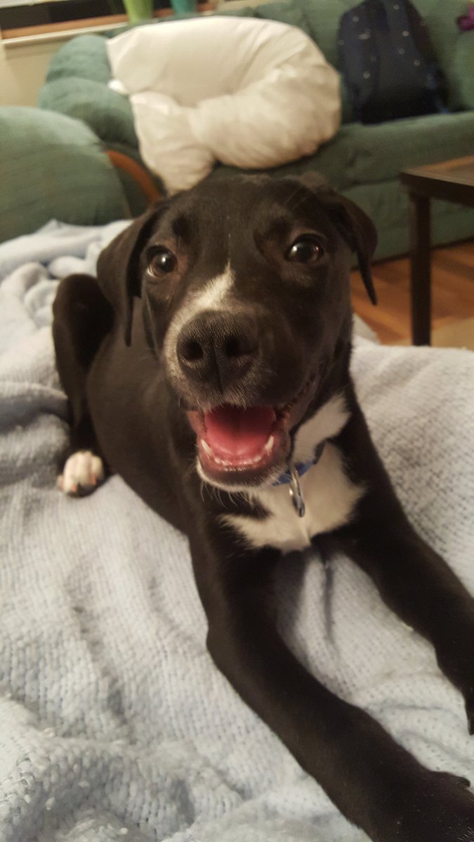 StaciaMichelleC's tweet photo. #happypuppy #Belle https://t.co/WnNPeHuZNz