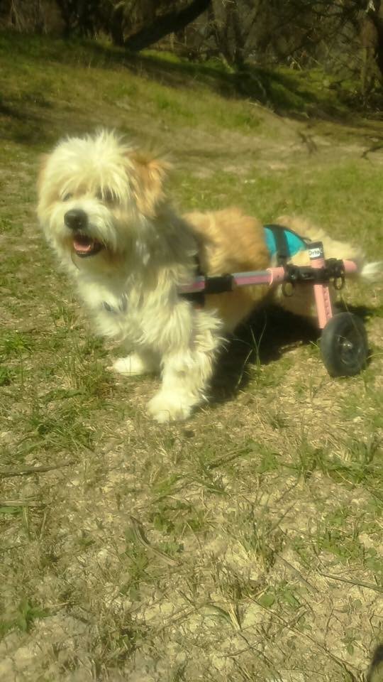 Amdara1's tweet photo. Ella es Puchi. Necesita un buen hogar q le de la vida q merece. Interesados preguntar x privado. https://t.co/euh7oKQMWr