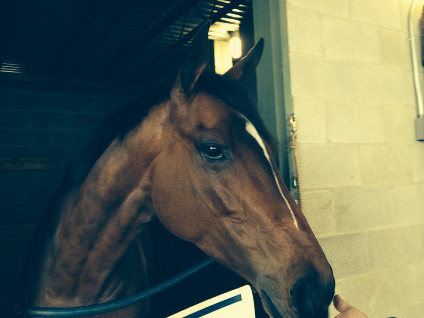 DRFRampellini's tweet image. #CallPat, the @bradcoxracing trainee who seeks second straight graded win at #Oaklawn meet in #Azeri on Saturday: