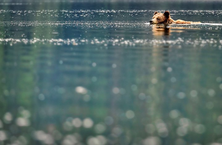 ValbergImaging's tweet image. Photog @michellevalberg shares her favourite shots of the bears of the Khutzeymateen: cangeomag.ca/ZGdS1