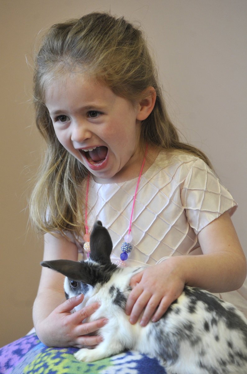 Jason Plotkin (@jasonplotkin) on Twitter photo This bunny from the <a href="/YorkCoSPCA/">York County SPCA</a> is bringing joy to this sad girl who misses her daddy. on-ydr.co/1Rbj8TO This bunny from the <a href="/YorkCoSPCA/">York County SPCA</a> is bringing joy to this sad girl who misses her daddy. on-ydr.co/1Rbj8TO