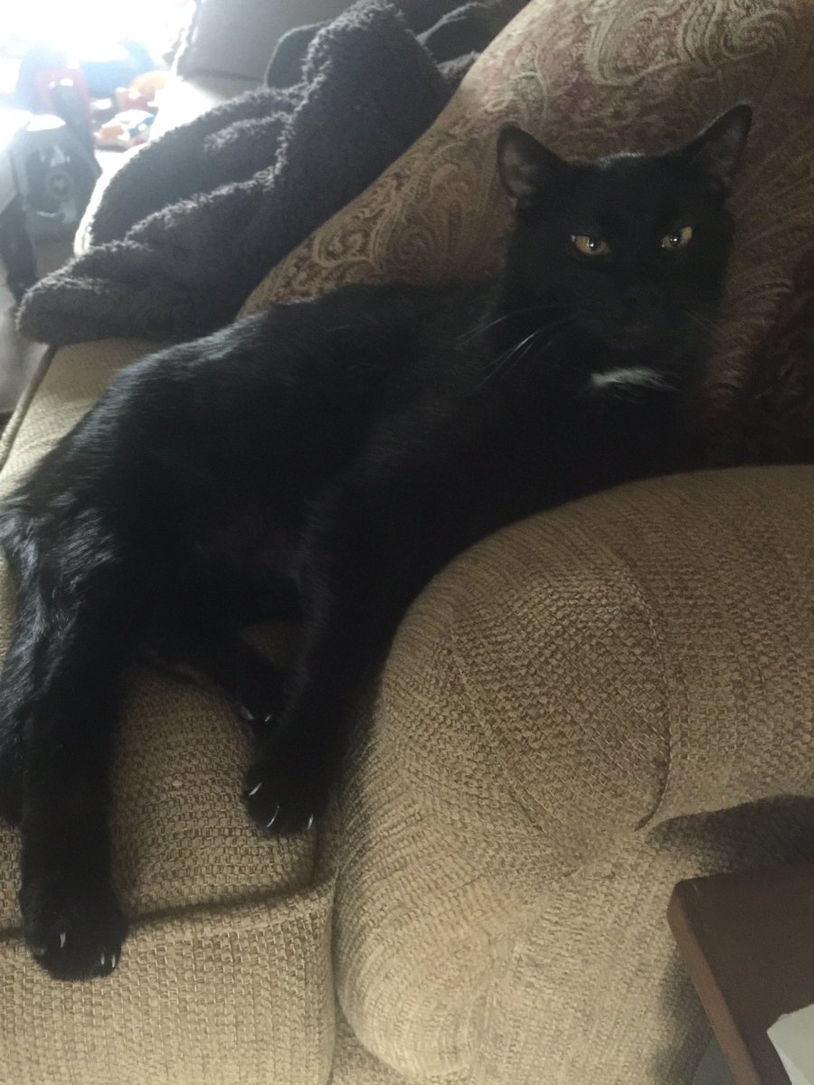 tommynsquatch16's tweet photo. Even therapy cats need time off #DoctorSquatch #FullTimeTherapyKitten https://t.co/KfiTWFSEIt