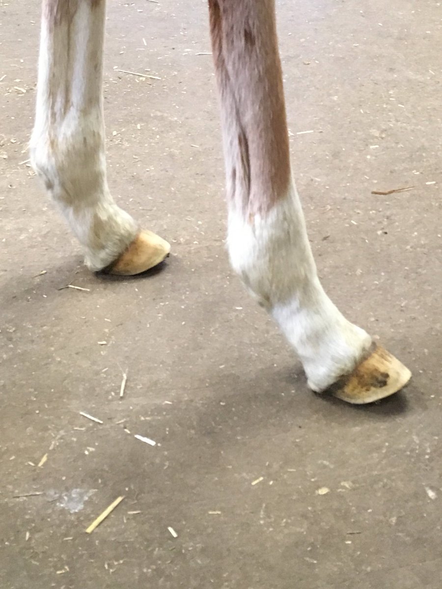 AshleyBerry88's tweet photo. That time of year now at chapel forge farriers #foalextensions https://t.co/4RnTwynmL6