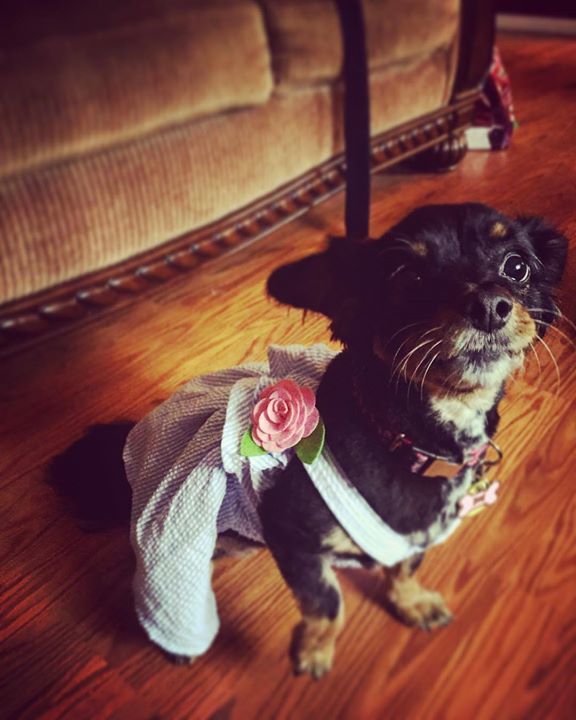 Teacupdogsdaily's tweet photo. My new dress 👗 what do you think? #newdress #happypuppy #doglovers #mutt #saturday #mustlo… https://t.co/CCd61WiJnu https://t.co/0cQKVfjxlB