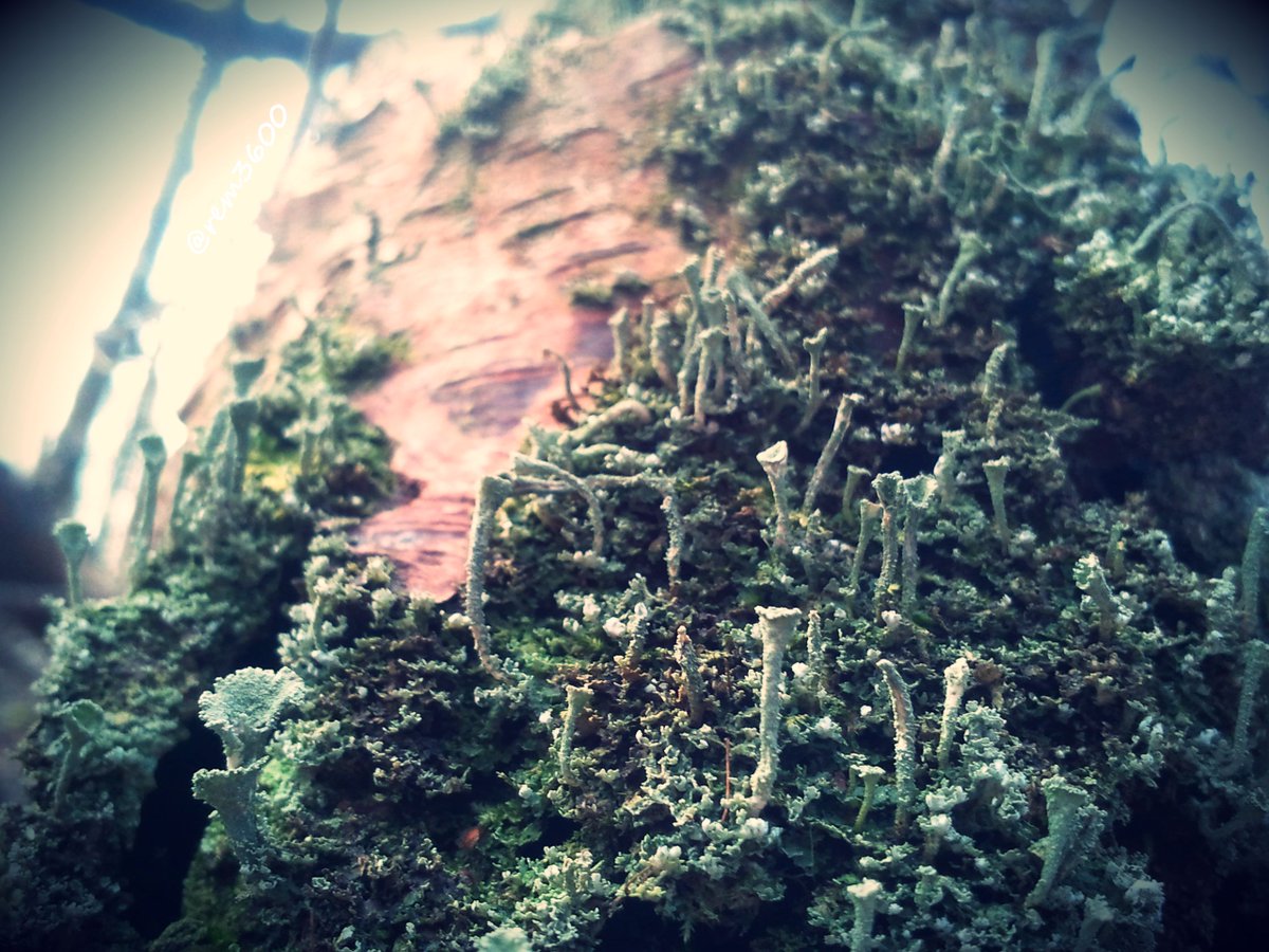remFSD's tweet photo. #PixieCupLichen #lichen #nature #Kelchterhoef #Belgium #cellphone #photography #origin... https://t.co/eeHfUpcRPC https://t.co/XyBACRTWAY