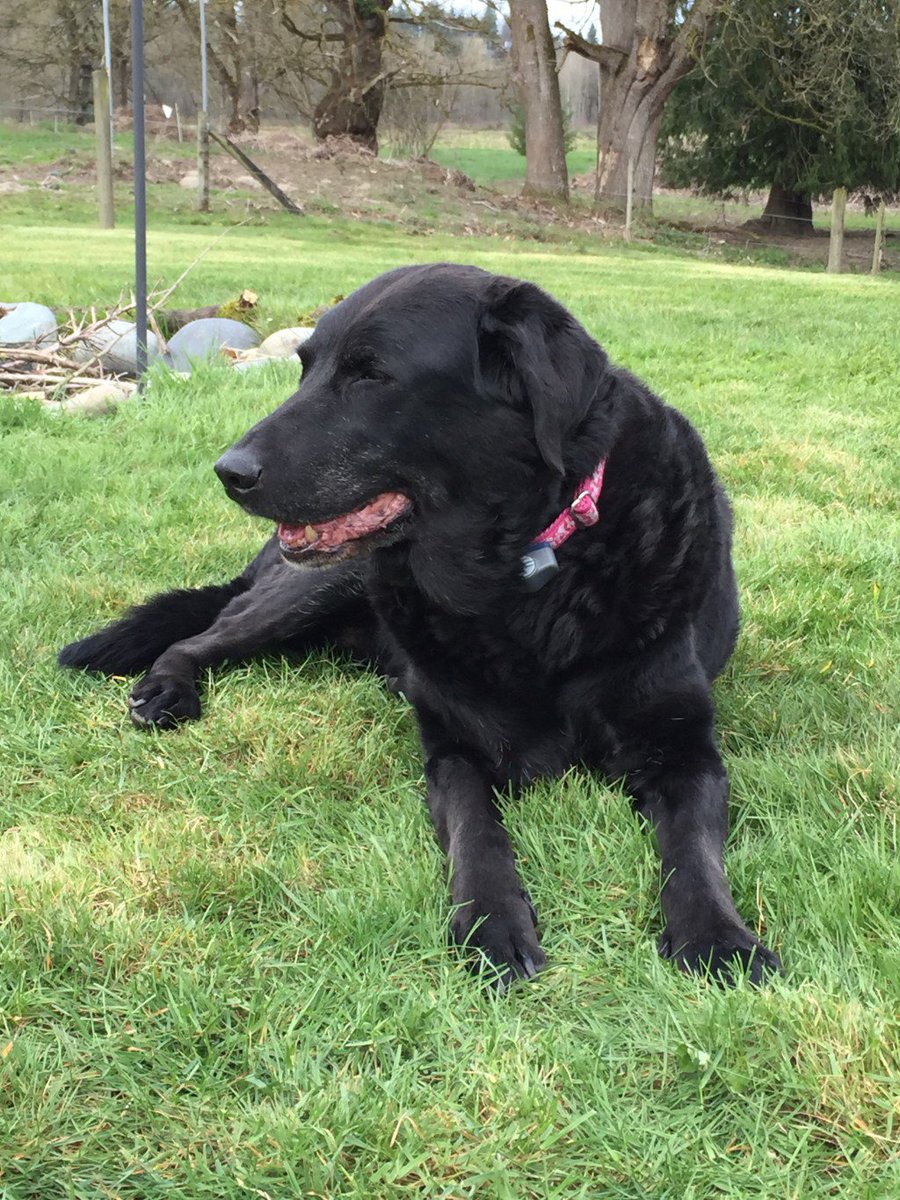 FetchRedmond's tweet image. Last day of winter  …reofredmondandsammamish.wordpress.com/2016/03/19/las…  fb.me/58yQ5nwiS