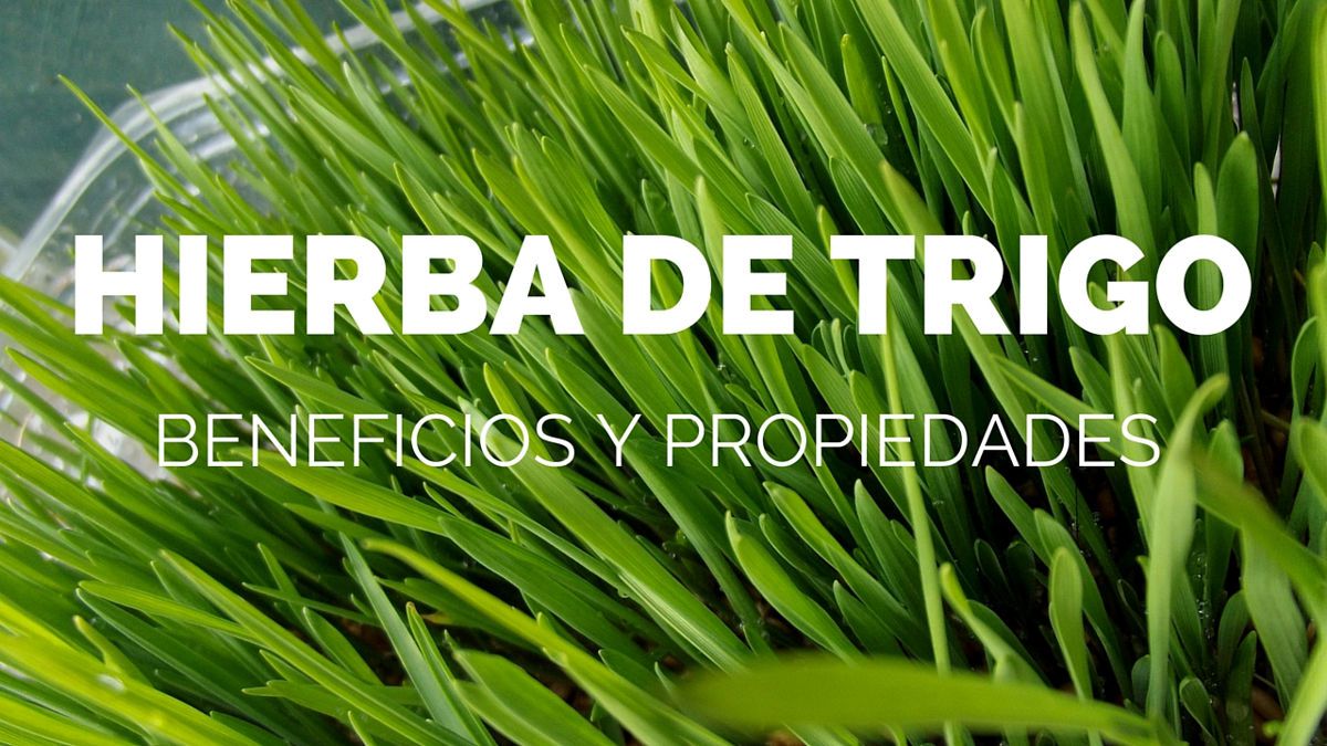 Propiedades y beneficios de la hierba de trigo buff.ly/1V6vQZ1
