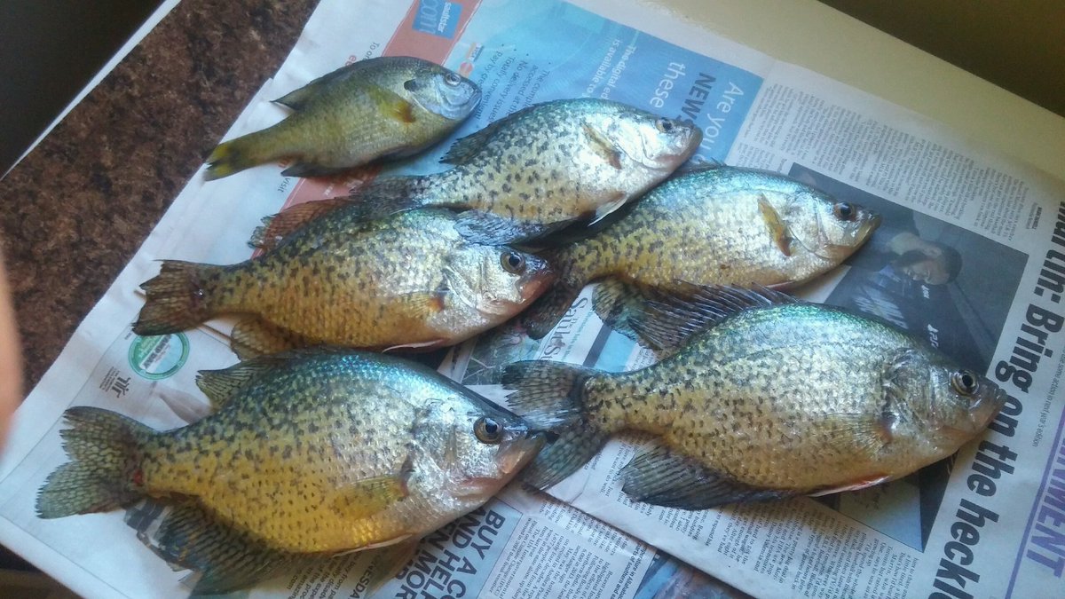 KevKingFishing's tweet photo. Good few hours on the ice! Bring on open water! @Denali_Rods @FISHBUMstore @VisitTheSault @FishingAlgoma #crappie https://t.co/Dvvqnov6ke