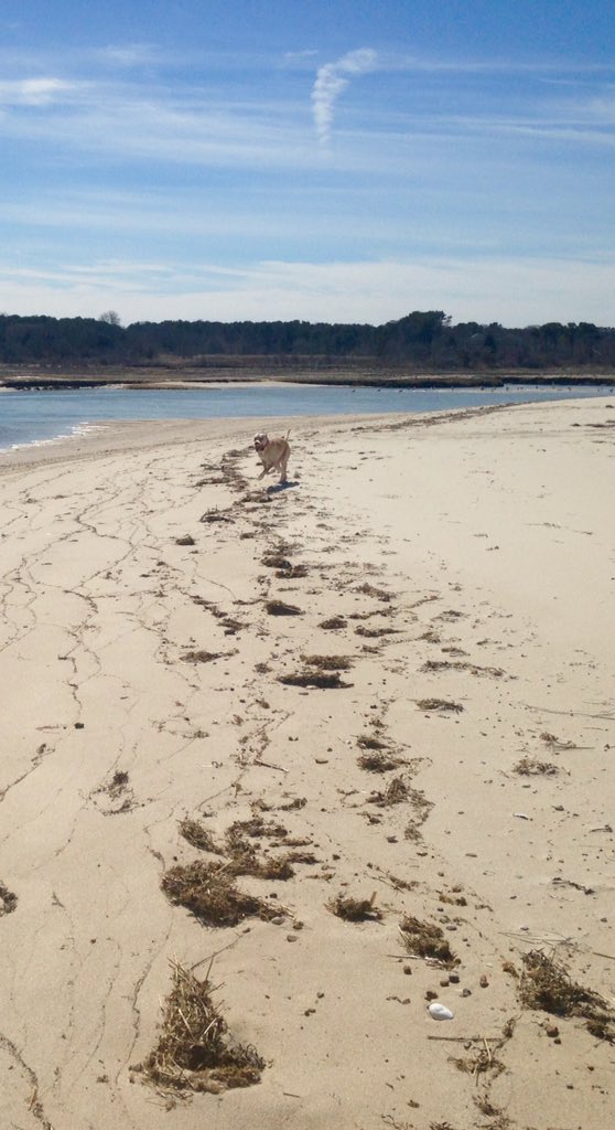 #capecod #beachrun #spring