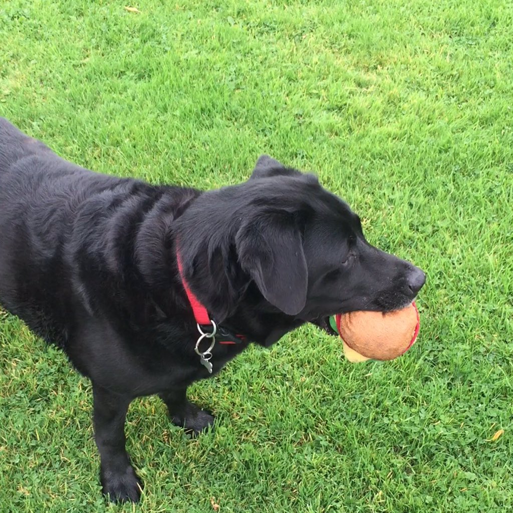 DavidWestbrooke's tweet photo. Sleep tight Louis. You really were the best of dogs. Xx https://t.co/Dlmhxpf0xZ