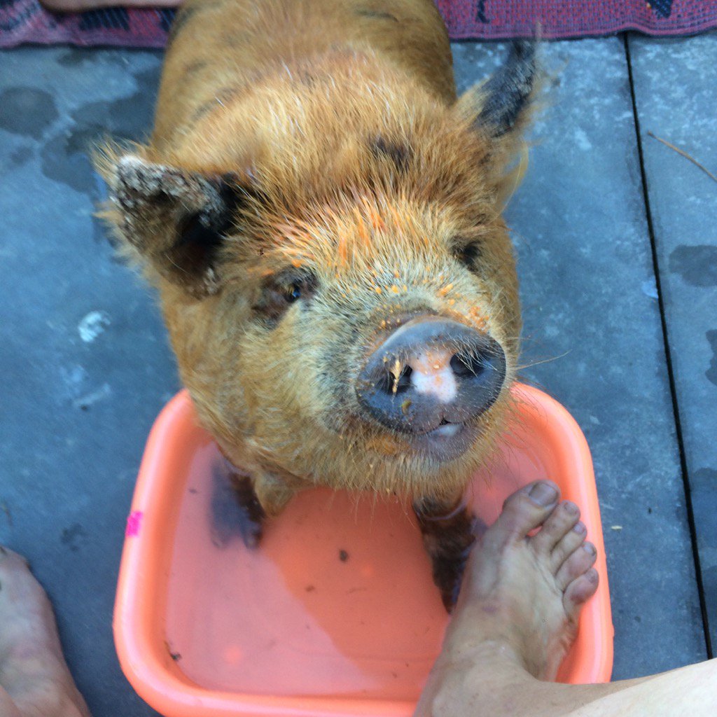 BeksChar's tweet image. Ralphie sharing my foot sosk