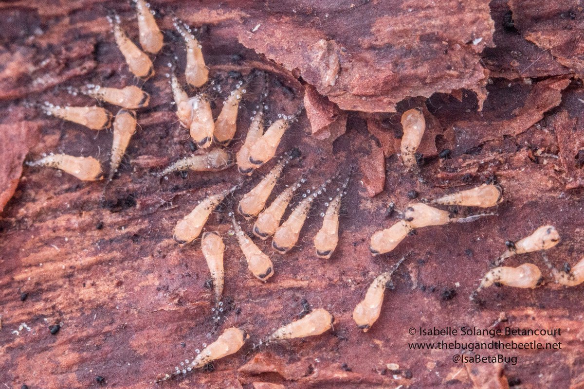 isabetabug's tweet photo. Anyone know what insect this is? Under bark of fallen tree. Tiny! Water droplets.
#pupa #insectmystery #borneobug https://t.co/uROF8HTh5O