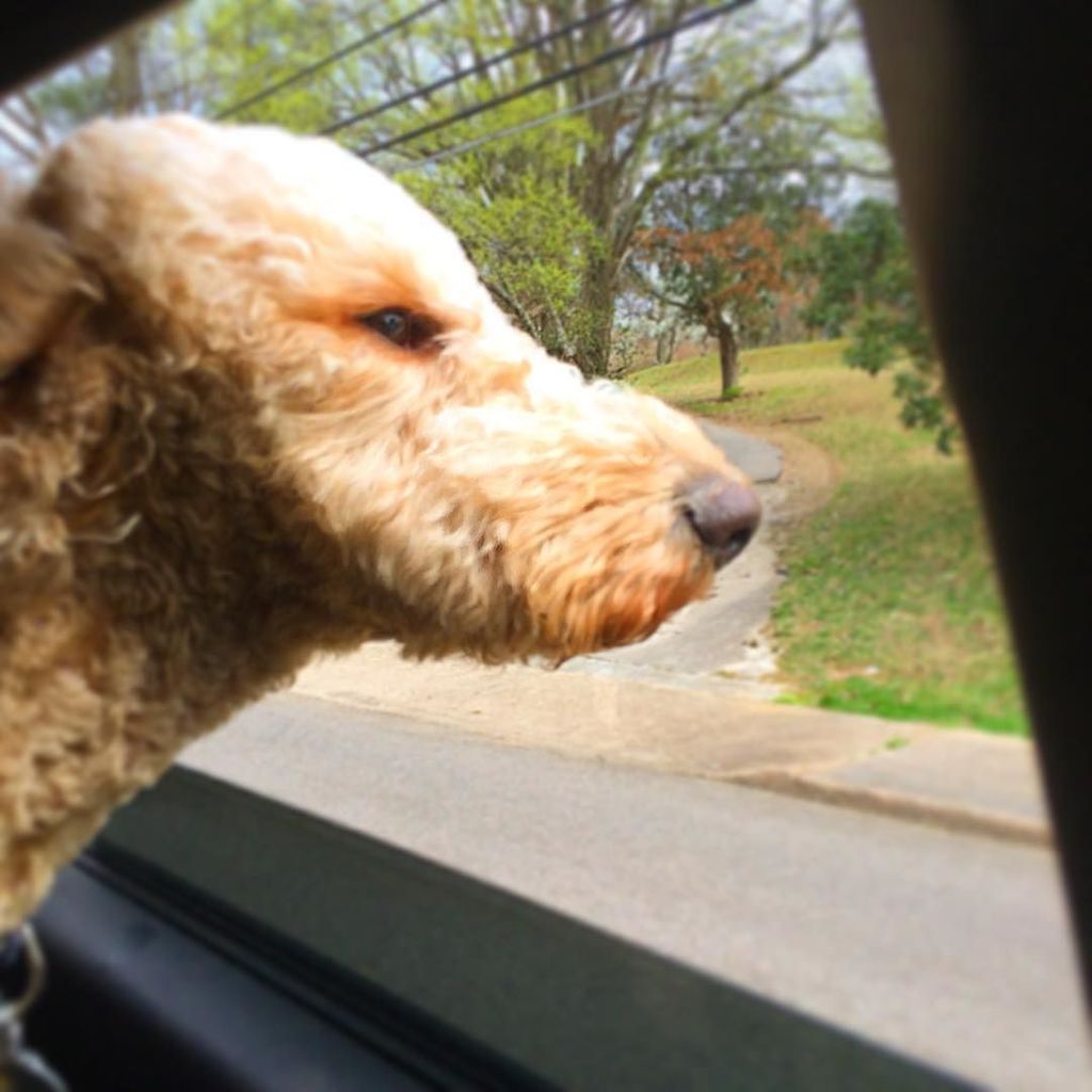 jstncjhnsn's tweet photo. #beaujohnson celebrating his 2nd birthday with the wind in his hair https://t.co/UHJqx4JY1b https://t.co/ZNVNOJCAVQ