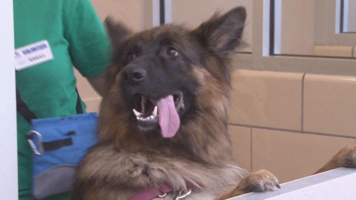 WGRZ's tweet photo. Niagara County reports second rabies case this year: https://t.co/wGhf7CvcHe https://t.co/wq1L165tee