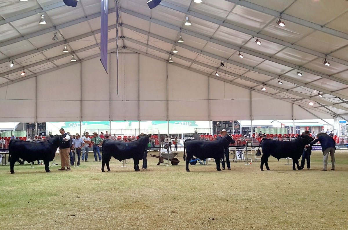Angus bull judging just getting underway at the RAS Sydney Show 2016 - Judge, David Bonfield, Palgrove Charolais
