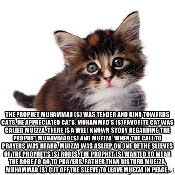 Как звали кота мухаммада. Пророк любил кошек. Как звали кота мухаммада. Кошка пророка мухаммеда. Кот пророка мухаммеда.