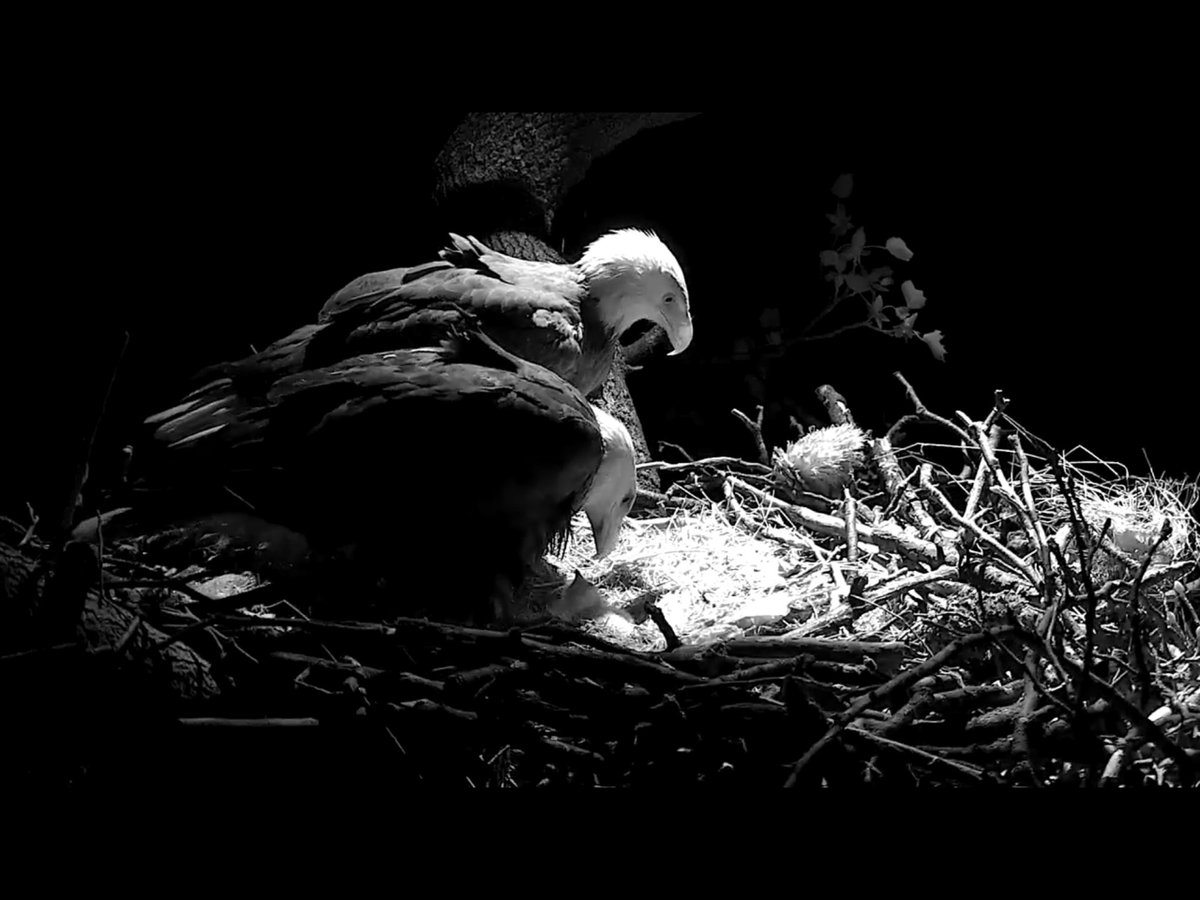 #dceaglecam