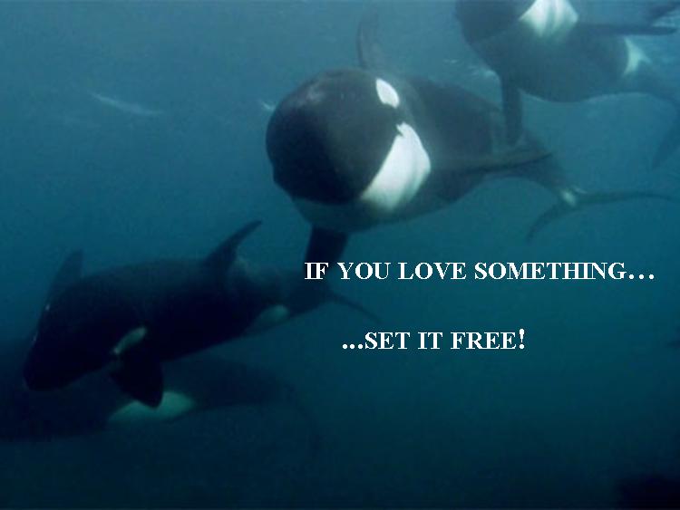 oceanCRIES's tweet photo. #Blackfish
#EmptyTheTanks #EndCaptivity https://t.co/CbIyEDuEVi