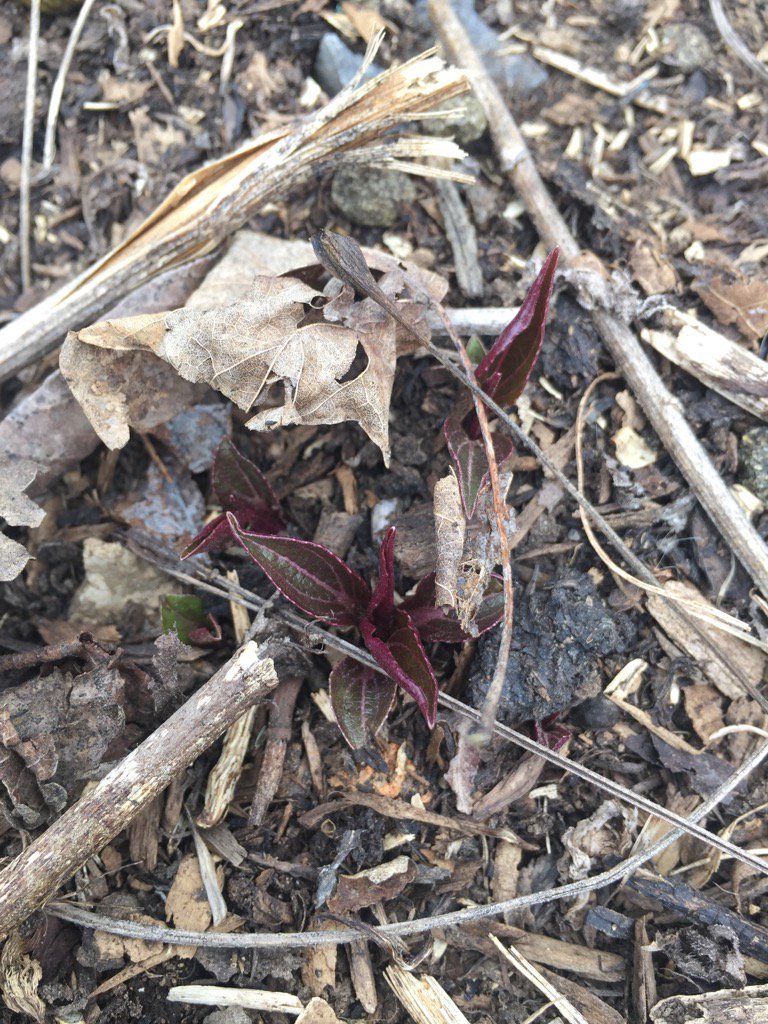 The first signs of spring. #happiness_means