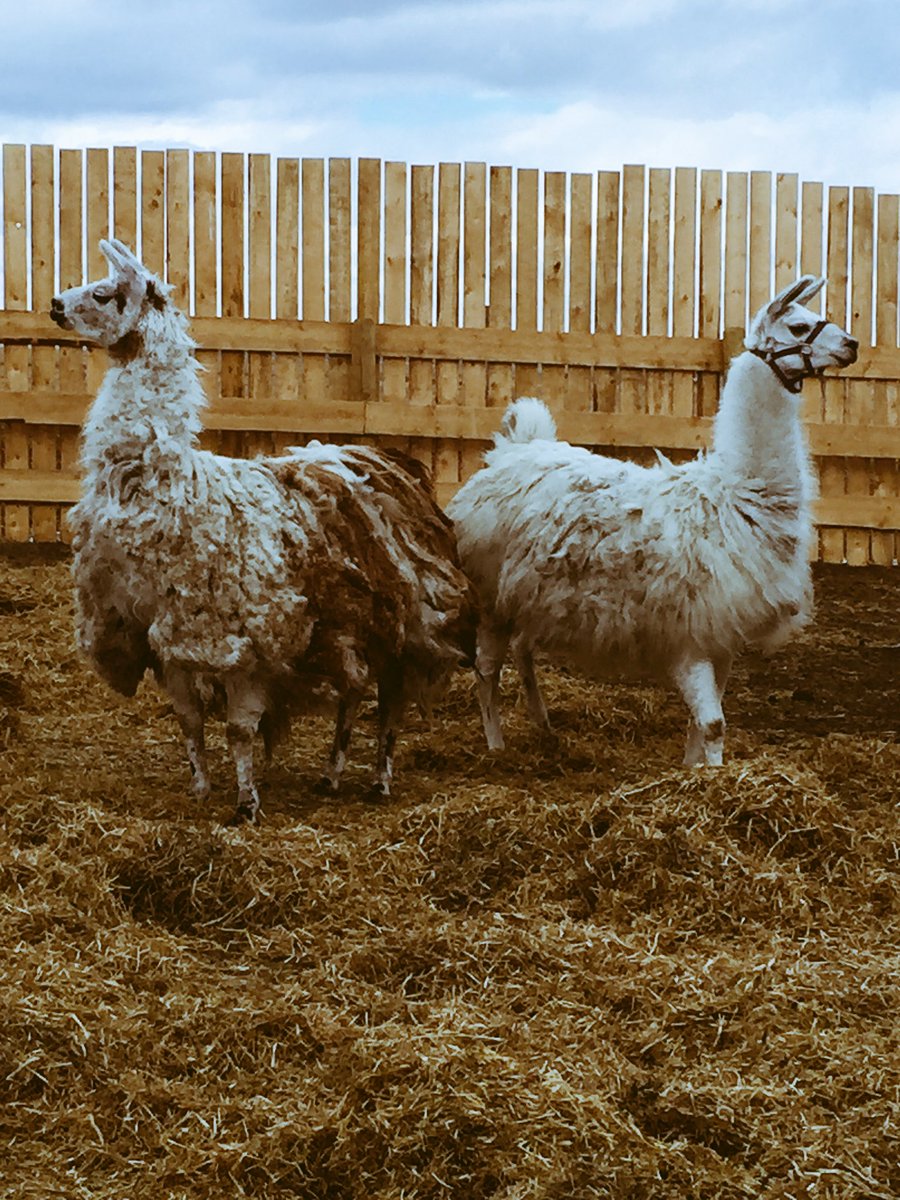 bwburrell's tweet photo. Twelve more calves this week and a pair of llamas... things are getting busy around the ranch https://t.co/z9mFboVy16
