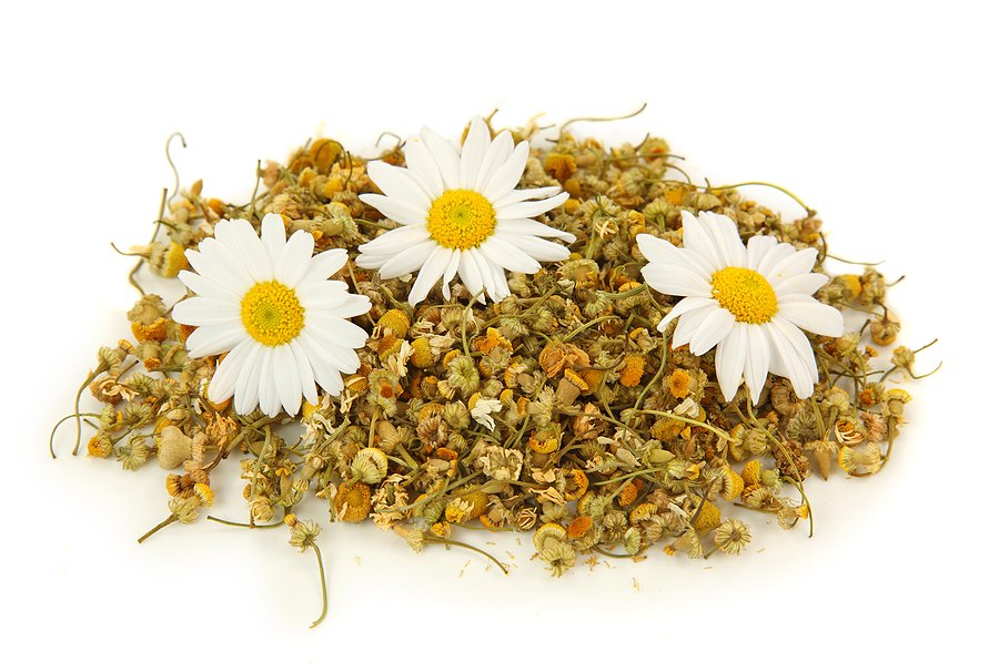 ChrysantheTan's tweet photo. Great. Just added another food to my #DoNotTouch / #LooksLikeHell list: Chamomile tea. Looks like drinking pollen. https://t.co/8qrVJuz5Bp