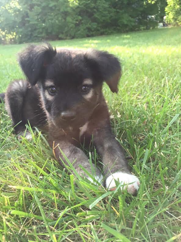 tbhmeangirIs's tweet photo. I want a German Shepherd Husky 😍😍 https://t.co/tudr2B3EY6