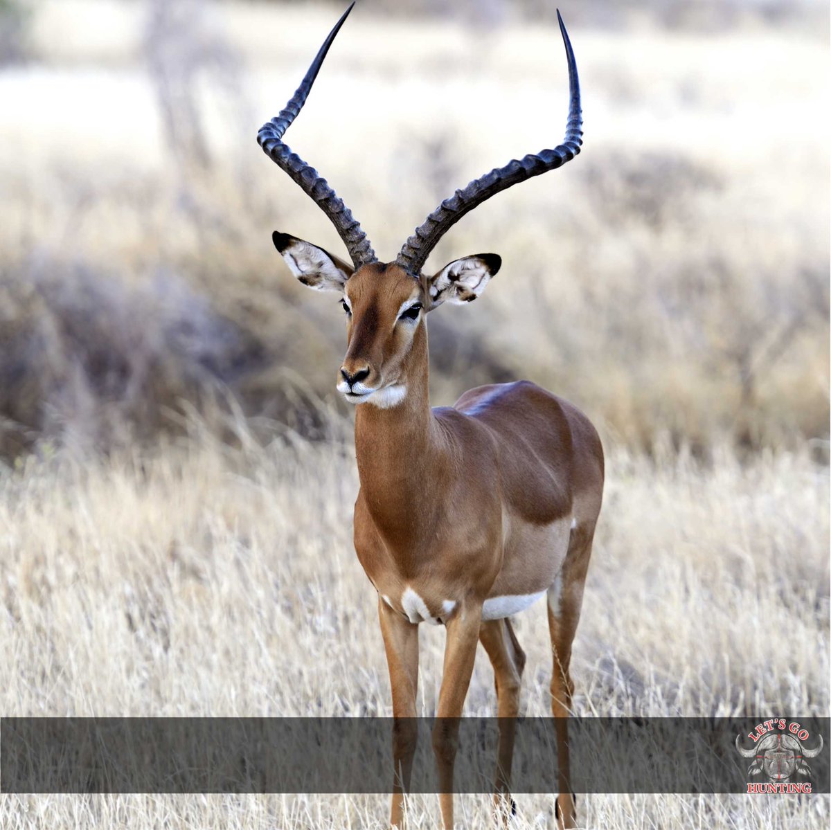 LetsGoHuntingSA's tweet image. TuesdayThought: The question isn’t who is going to let me; it’s who is going to stop me. #NeverGiveUpOnTheDream