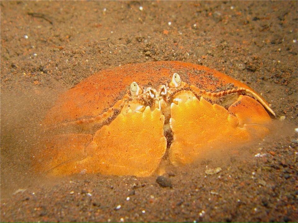 PLOUF Diving - Bali tweet media