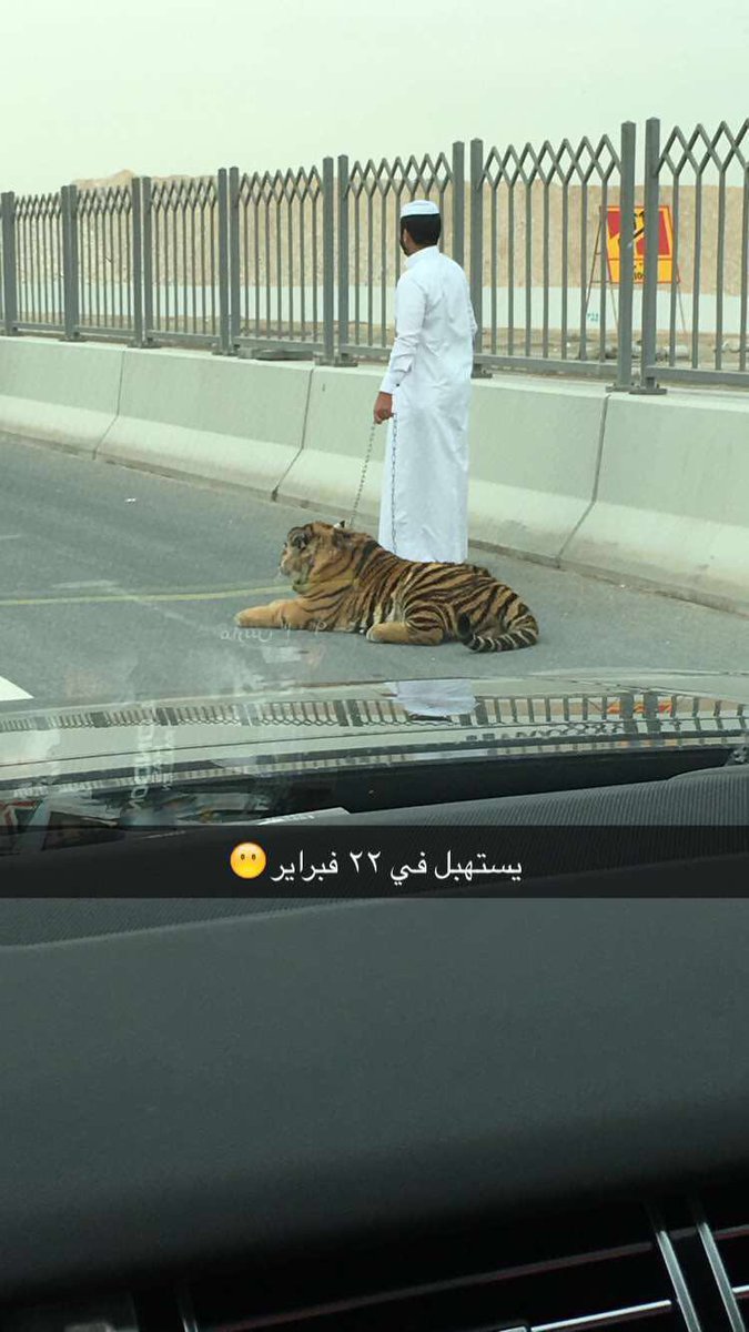 Here are some more photos we received - apparently this was on the highway this morning. #unconfirmed #DohaTiger