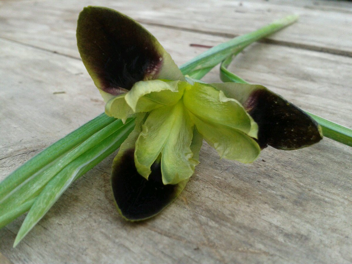 FlowerMillCwll's tweet photo. I found this little treasure lurking amongst the weeds........#britishflowers #musttidyup https://t.co/BqPNYnyYzN