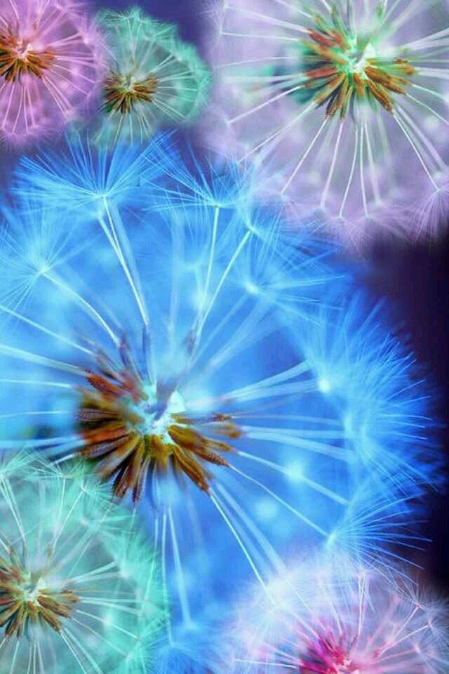 Lopojo's tweet photo. Blow. #makeaprayer #color #makeawish #blow #pretty #art #flowers #naturalbeauty https://t.co/9IR9GVopNy
