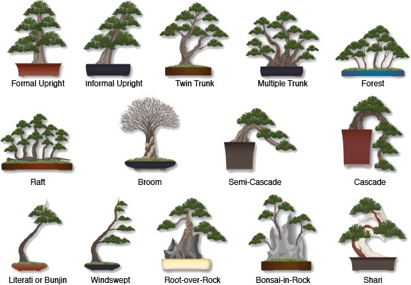 blackwilowfarms's tweet photo. Bonsai trees made to order chose a style and from the pictures below and message me. https://t.co/Az55rOn8mq