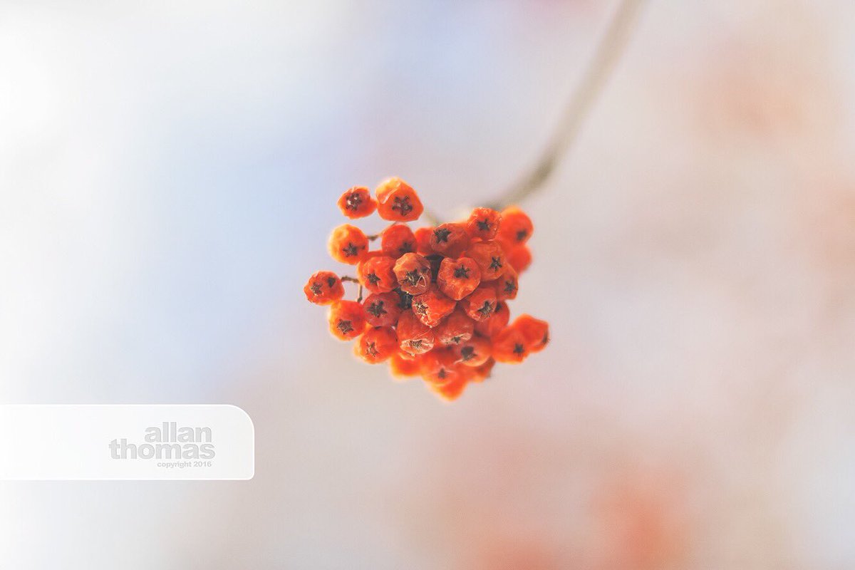 AllanThomas2015's tweet photo. Somethings are just this simple.
#easypeasy #dof #medhat #alberta #simplethings #allanthomas2015 #ilovephotography https://t.co/P6ALB4bdjI