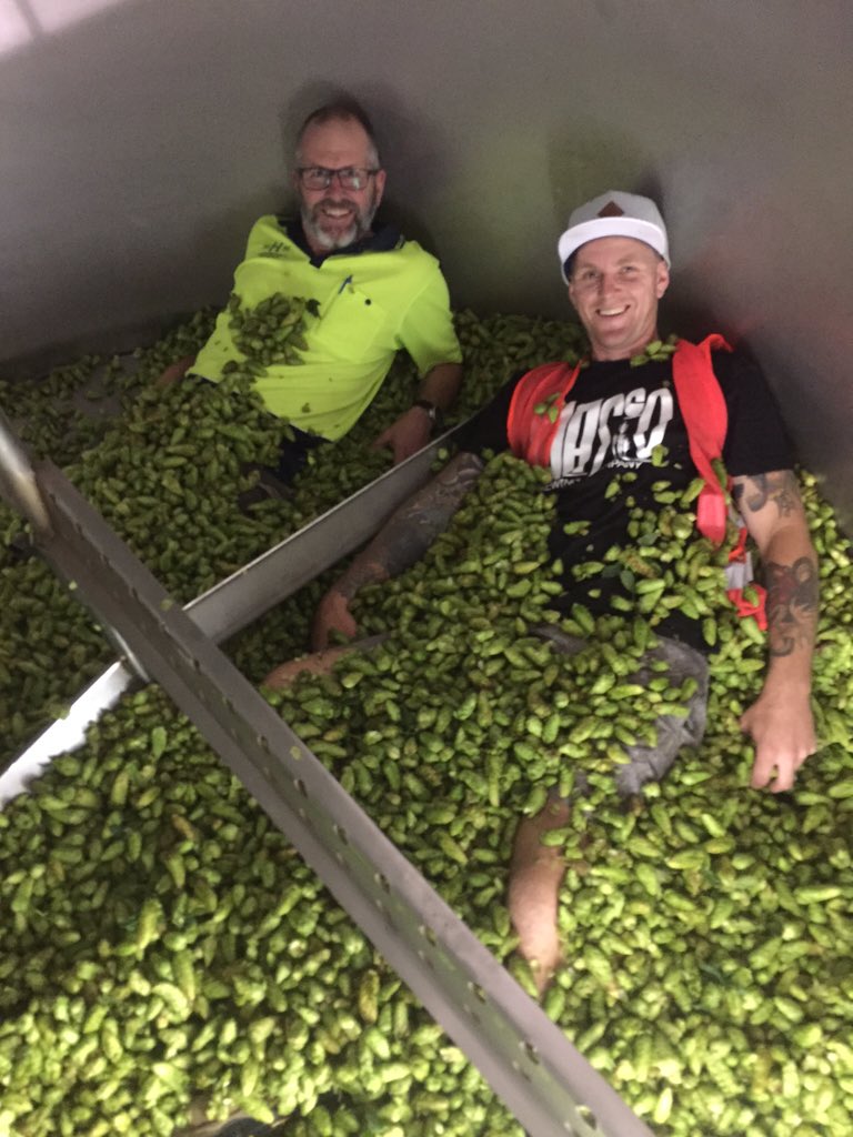 Today was a big day for fiasco an harringtons very first fresh hop as well as our first colab brew. <a href="/Harringtons_NZ/">HarringtonsBreweries</a>