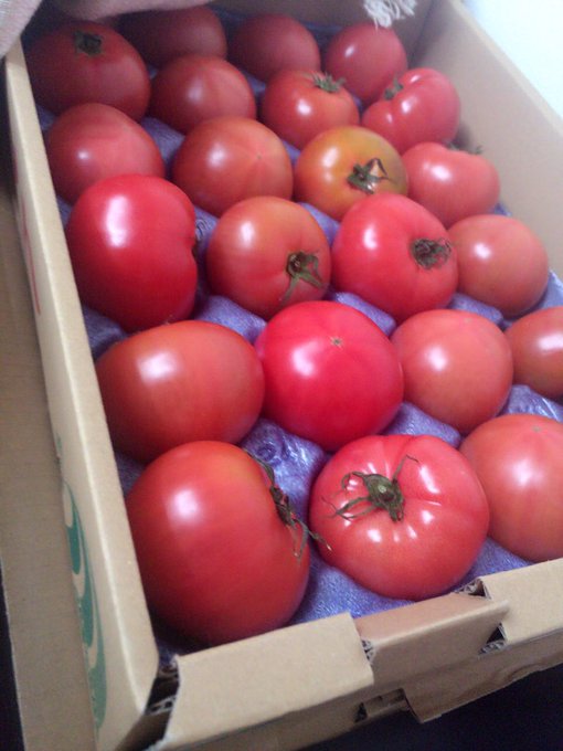 リコピン大量摂取🍅 頭の中はスペインのトマト祭り https://t.co/3kcXOLjLgU<a href="/tag/%E4%BC%8A%E6%9D%B1%E7%B4%85"class="tags"><span>#伊東紅</span></a>