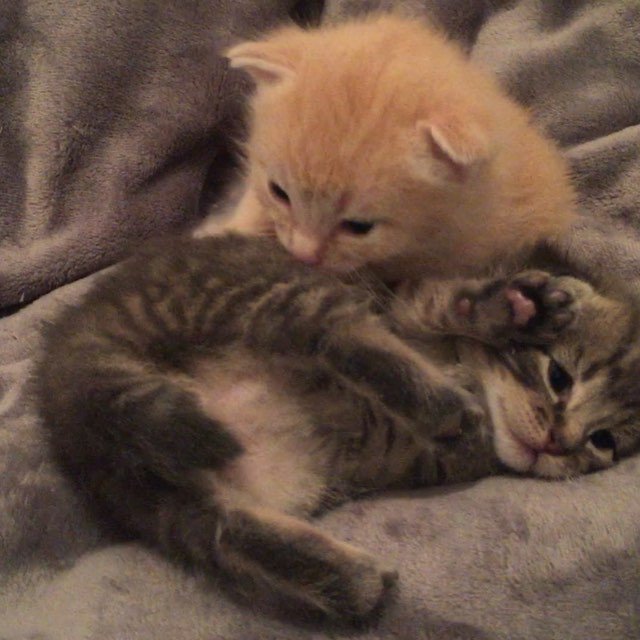 #kittens