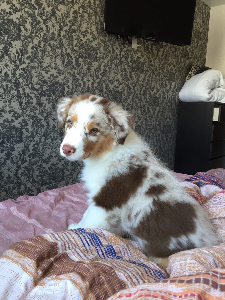 Всем шладульку