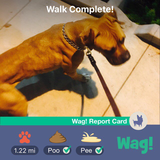 Just got my dog walked by Wag! Thanks so much @WagWalking! https://t.co/X5WyPxW4uk https://t.co/JOeG
