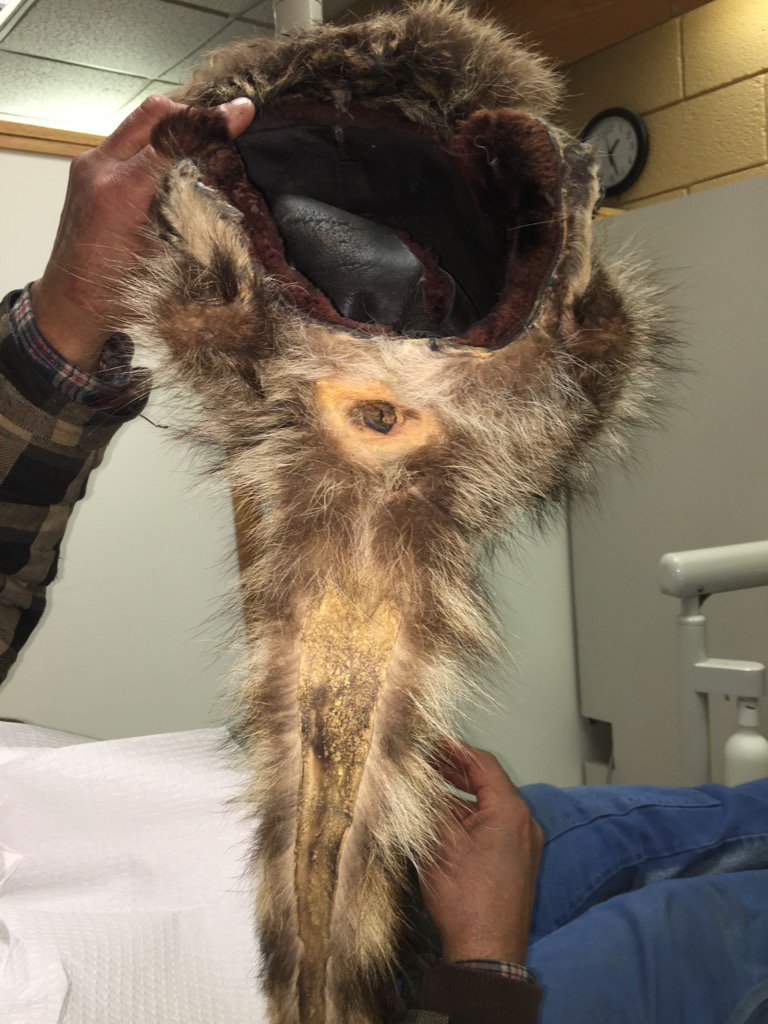 tanishap8's tweet photo. My friend had a patient with a raccoon hat. Literally he made a hat out of a raccoon + the ahole. #wtf #ass https://t.co/ckirwqVtTj