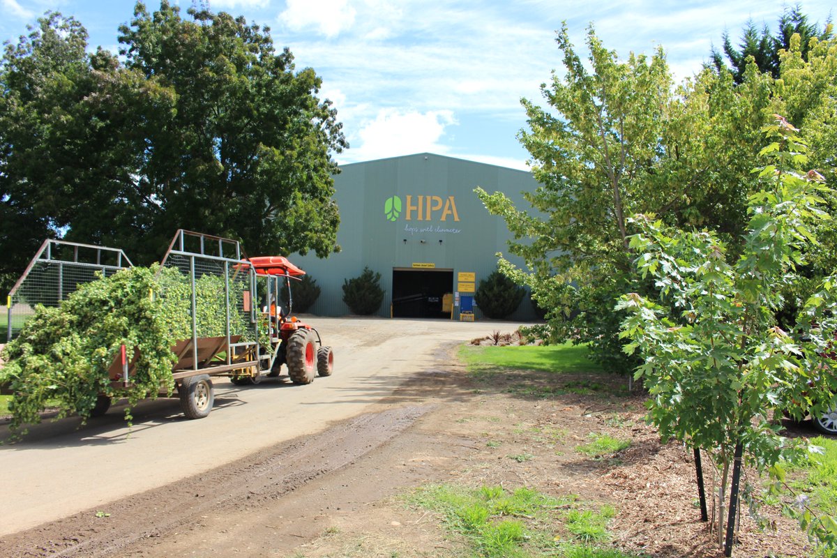 HopProductsAus's tweet image. Helga has now been completely harvested for 2016, onto Australian-grown Cascade #hopharvest #aussiehops