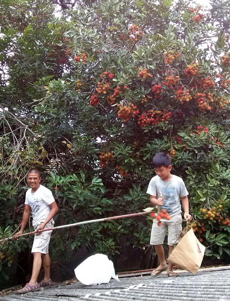 lesmanadadang's tweet photo. panen kesekian.. pohon yang ini tinggal naik atap aja. https://t.co/VBirA9AIRc
