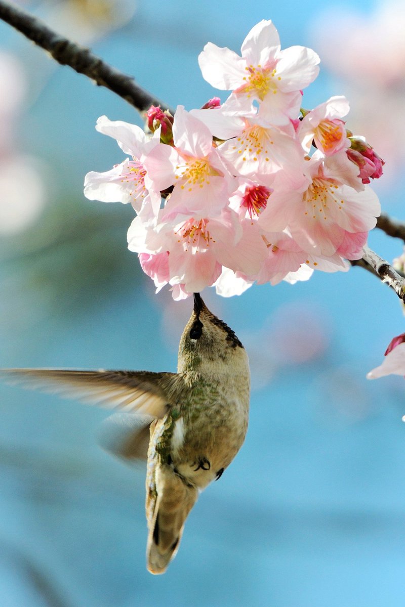 MundoPlantae's tweet image. #flowers #flower #petal #petals #nature #beautiful #love #pretty #plants #blossom #sopretty #spring #summer