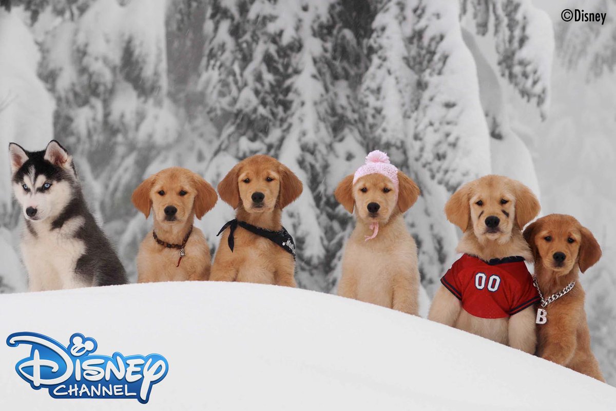 夢の国 ディズニー A Twitteren 今夜25時 3夜連続で しゃべる犬 バディーズの映画 シリーズをお届け 5匹のゴールデン レトリーバーの子犬たちバディーズが 雪の中で 北極で 宇宙で 大冒険 映画放送スケジュールは T Co Pcyzrmozxi