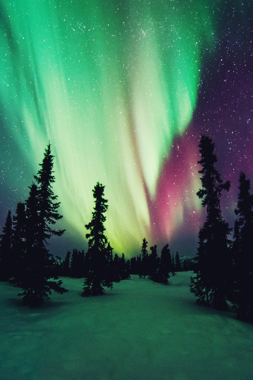 MundoPlantae's tweet image. #snow #snowing #winter #boreal #cold #ice #white #weather #sky #skies #frosty #frost #chilly  #nature #northenlights