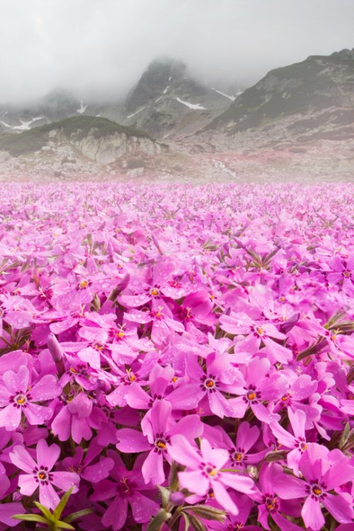 MundoPlantae's tweet image. #flowers #flower #petal #petals #nature #beautiful #love #pretty #plants #blossom #sopretty #spring #summer