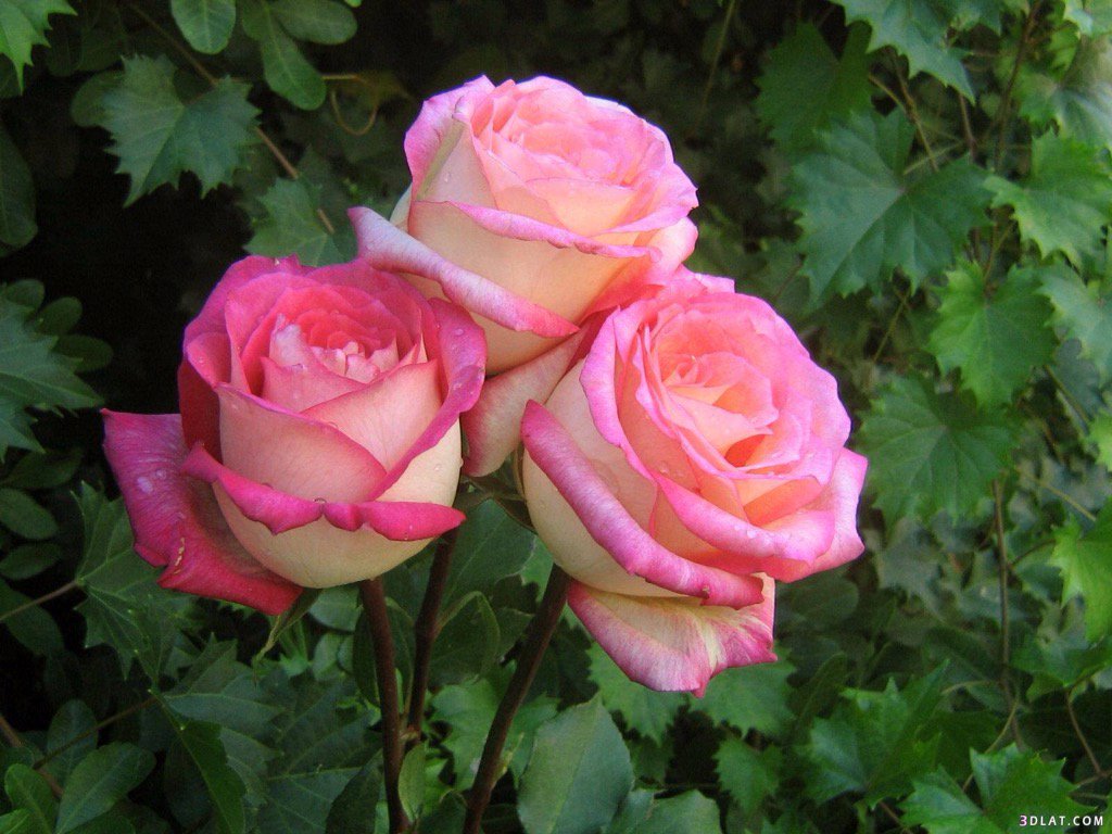 abdulhaqtmam's tweet photo. اطمئن
من خلقك لا ينساك
 وما سيصيبك. لن يخطئك
ضع ثقتك به. وبنفسك
 انثر حولك السعاده ودع حزنك لله
ولا تقنط من رحمته https://t.co/JgTY4v1U4w