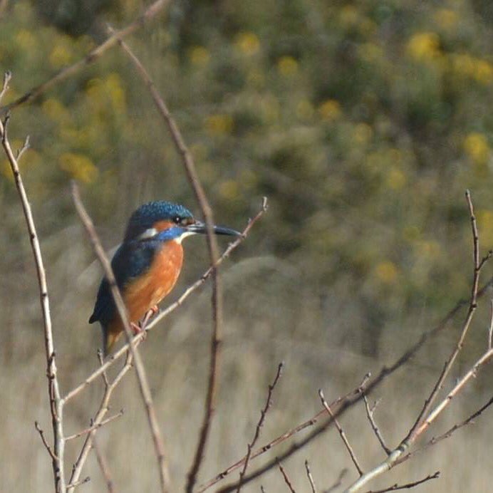 naturalhuntpix's tweet photo. @ChrisGPackham #1st #everphoto #kingfisher #westonshore #southampton https://t.co/M0BIv6xCFl